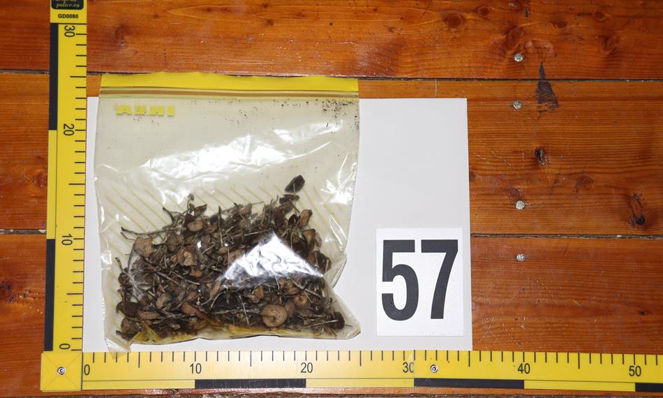 2020-11-30-1019psychoaktivní houby.JPG